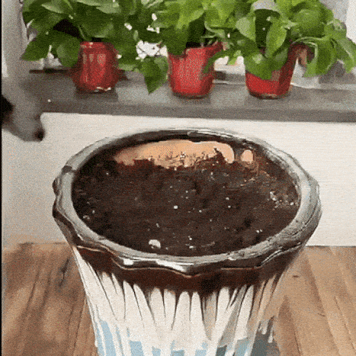 Guantes Pro® para Jardinería ¡Excava sin ensuciarte las manos!